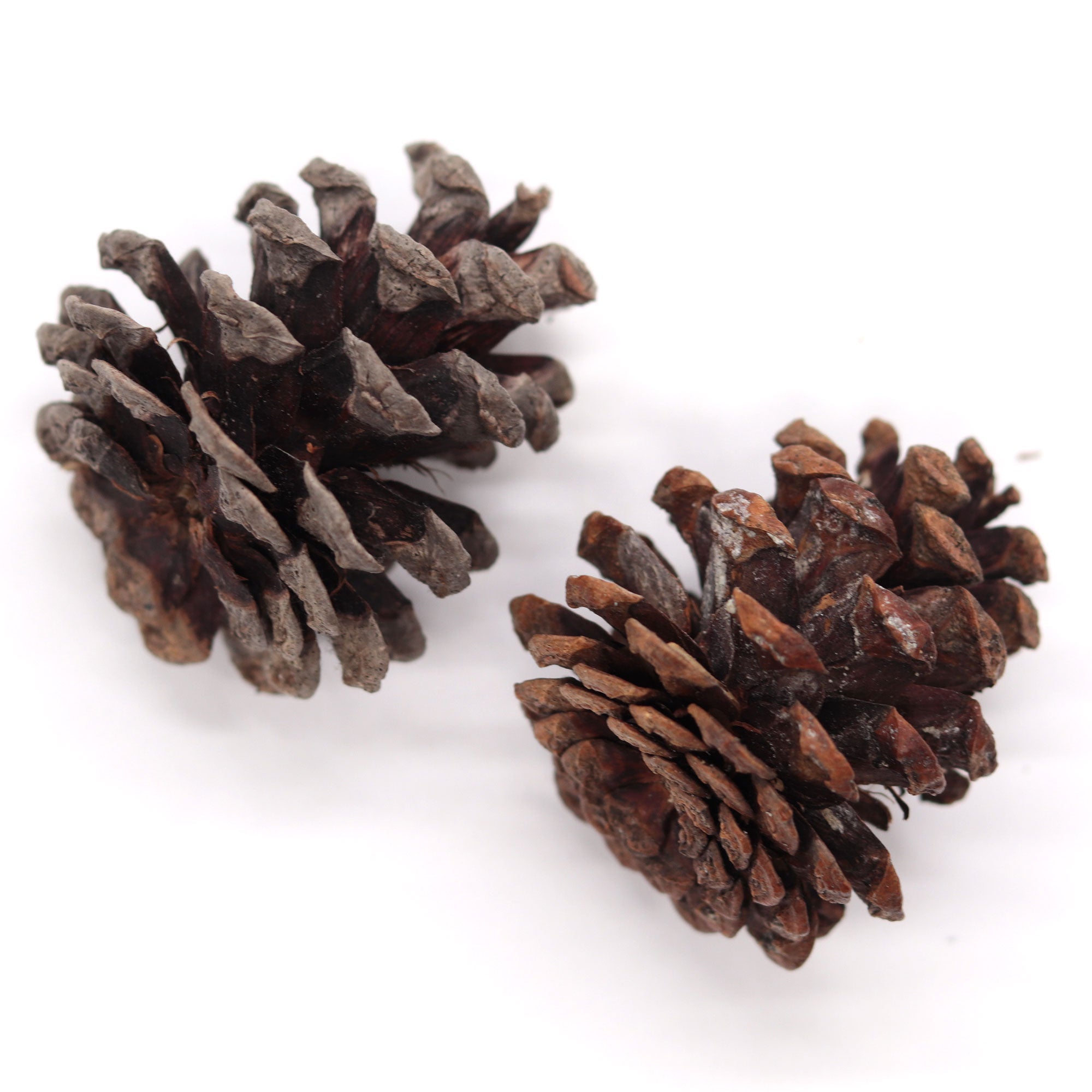 Small Pine Cones Real Pine Cones 2-3 Inch 10 Count Crafting or Decorating  Cones 