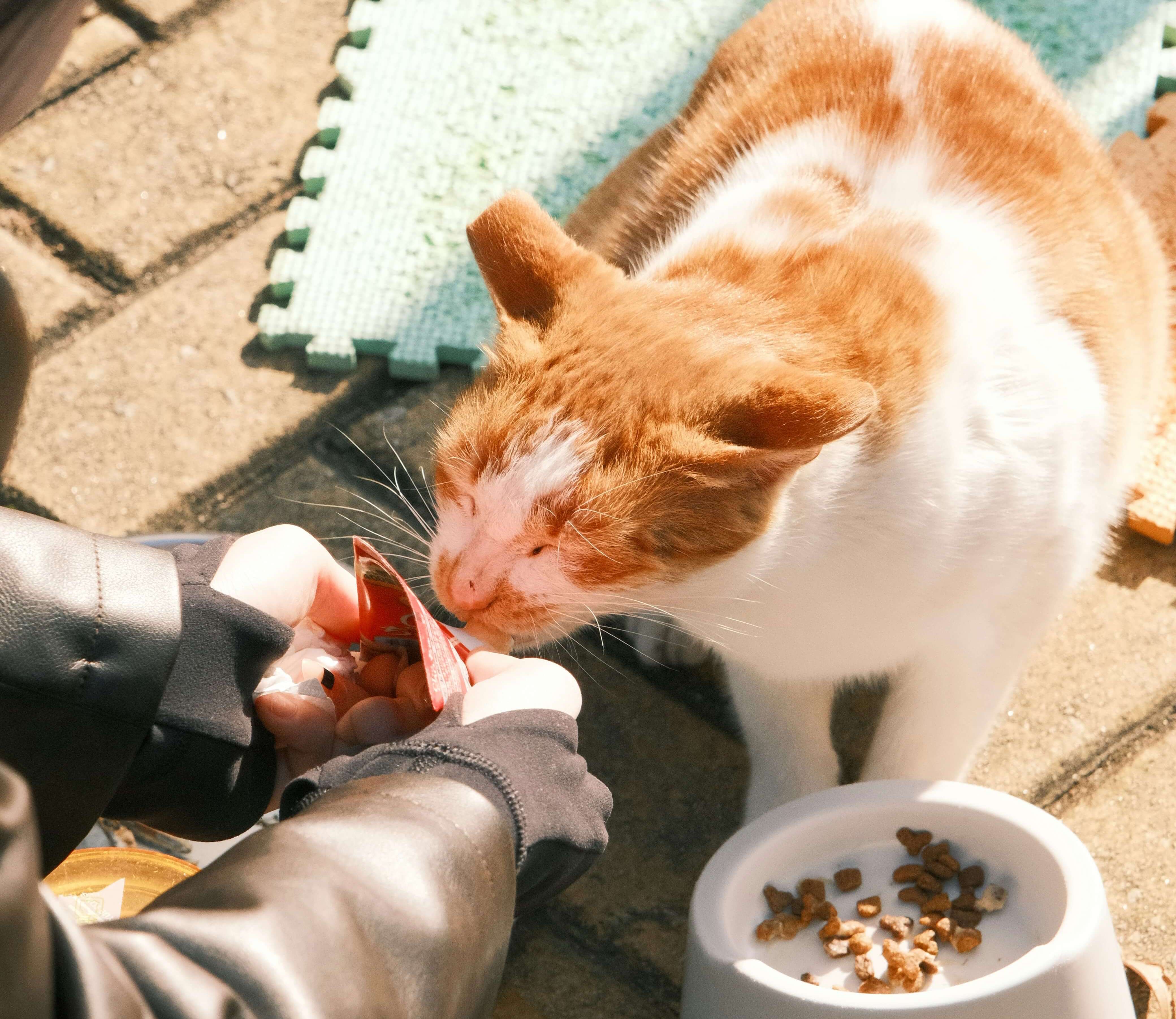 free-feeding-vs-scheduled-feeding