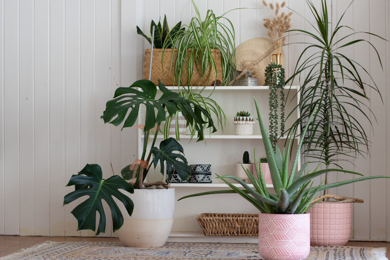 Potted plants and flowers