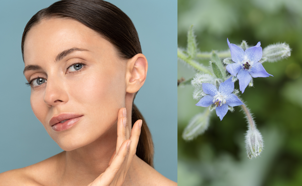 BENEFITS OF BORAGE OIL FOR SKIN HEALTH