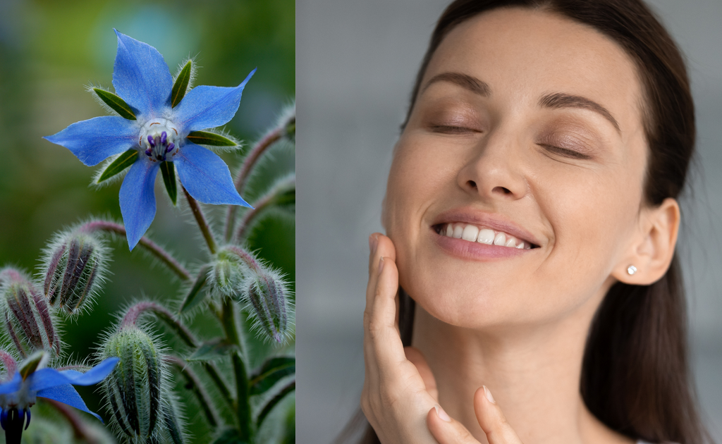 Essential fatty acids found in borage are crucial for maintaining healthy skin.