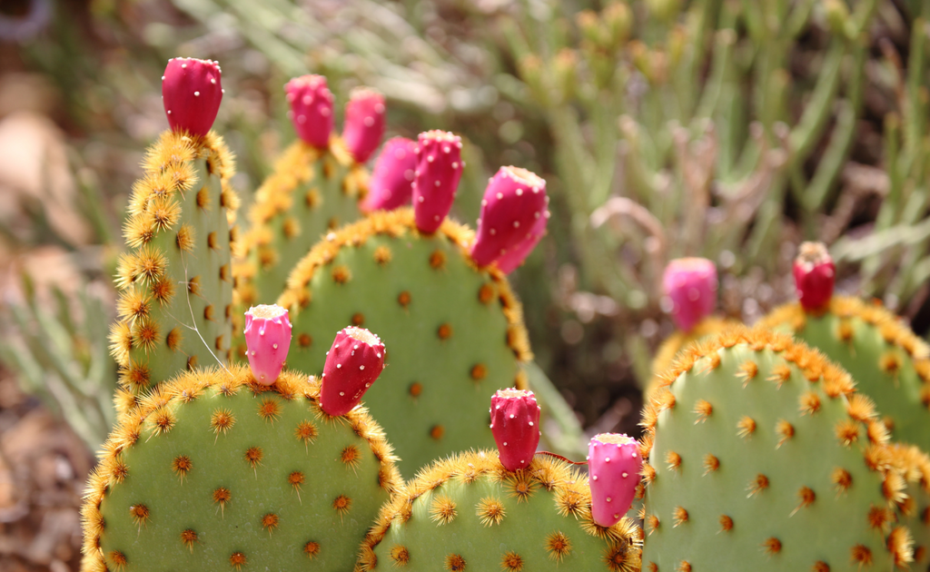 Prickly Pear Seed Oil is a superior moisturizing agent