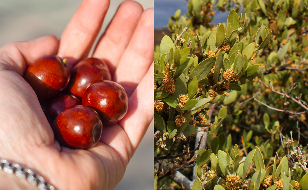 Jojoba oil benefits for your skin