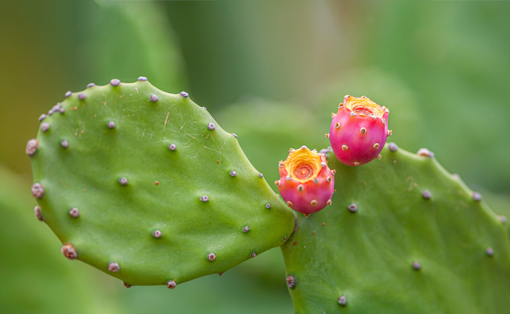 Prickly Pear Seed Oil is a skincare powerhouse