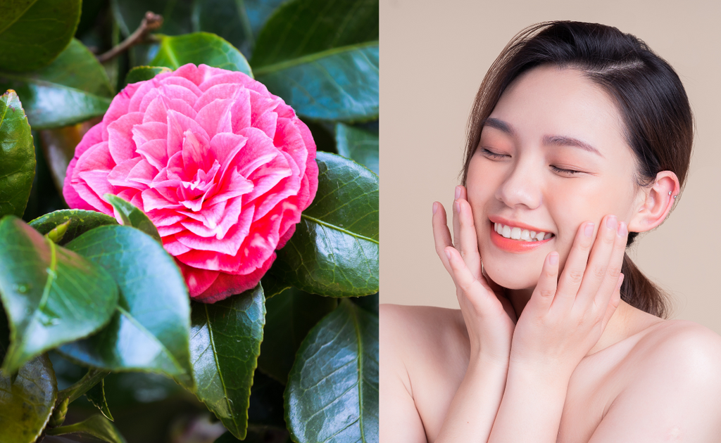 camelia seed oil skin benefits