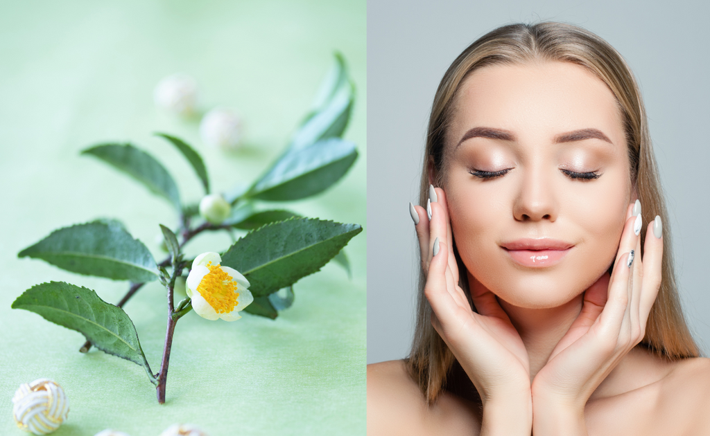 camellia seed oil skin benefits