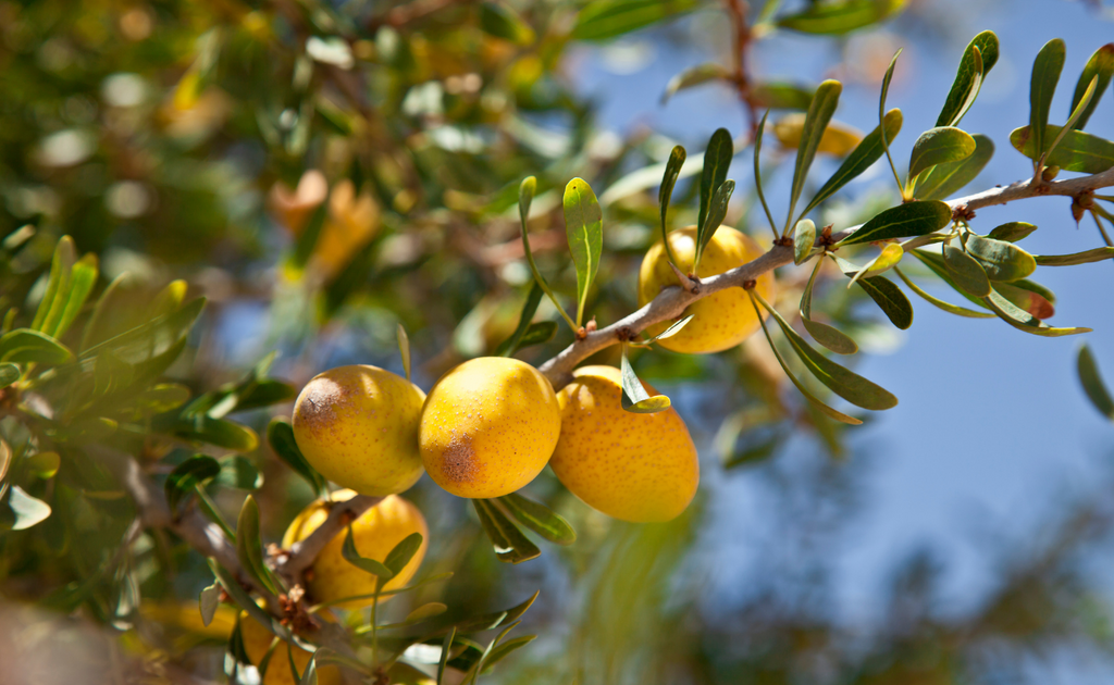 Argan tree