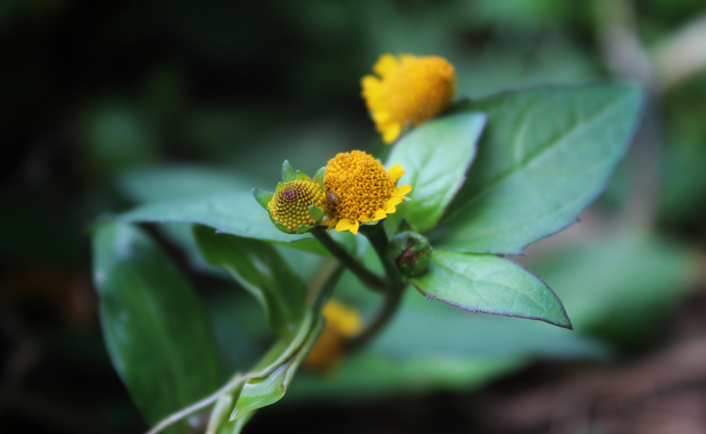 Reserch on THE BENEFITS OF SPILANTHES ACMELLA OLERACEA IN SKINCARE