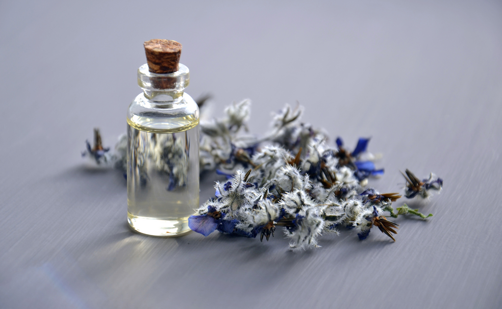 borage seed skincare routine benefits immune system, herbal medicines.