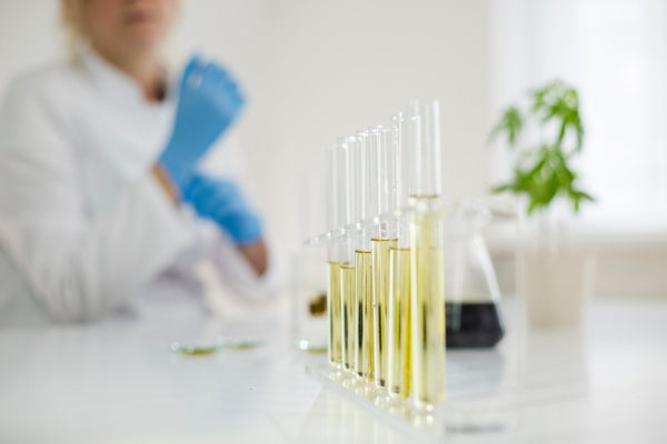 Woman in lab coat and blue gloves testing cbd/hemp, cbd oil/hemp oil, in glass vials 