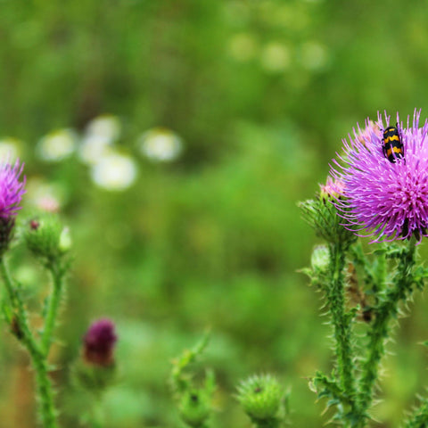 Milk thistle