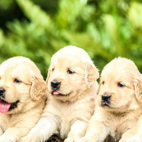 Puppies