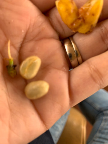 Coffee cherry opened to see the seeds inside
