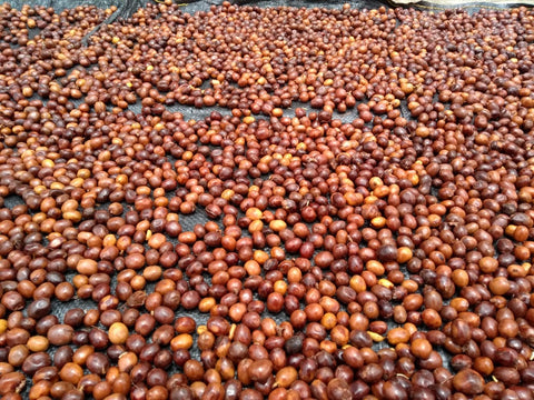 Coffee cherries drying under a tent