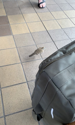 Bird in the airport