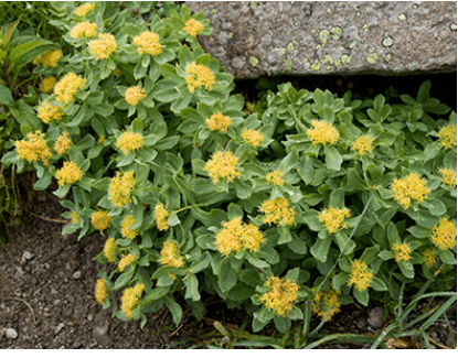 Rhodiola 60Cps Herbagetica- Dr Green