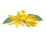 Ulei esențial de Ylang-Ylang 10ml Essence Dr. Green