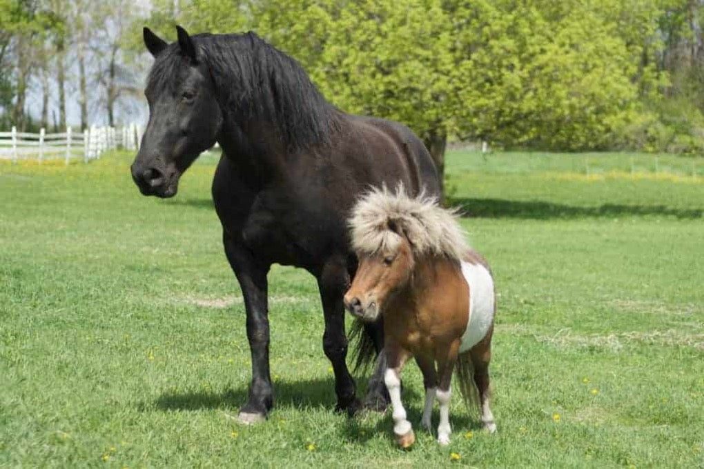 Heste og ponyer