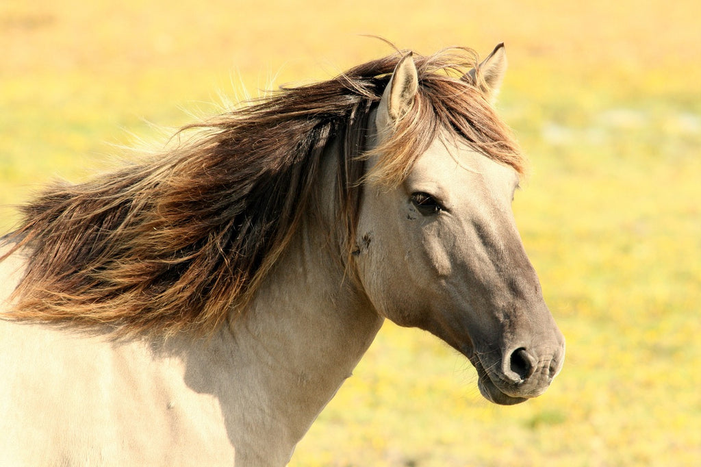Blond häst