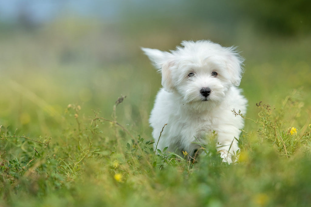 Coton de Tulear