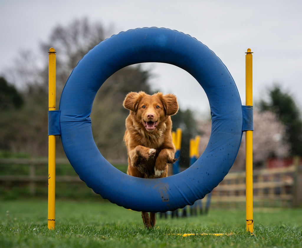 Hundetræning og agility træning