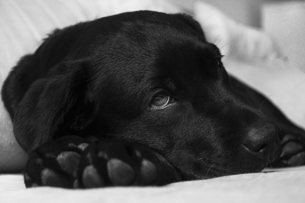 Hund mit besonderen Bedürfnissen