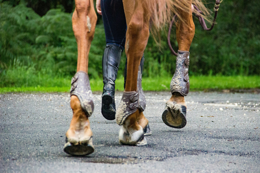 Hest går på asfalt