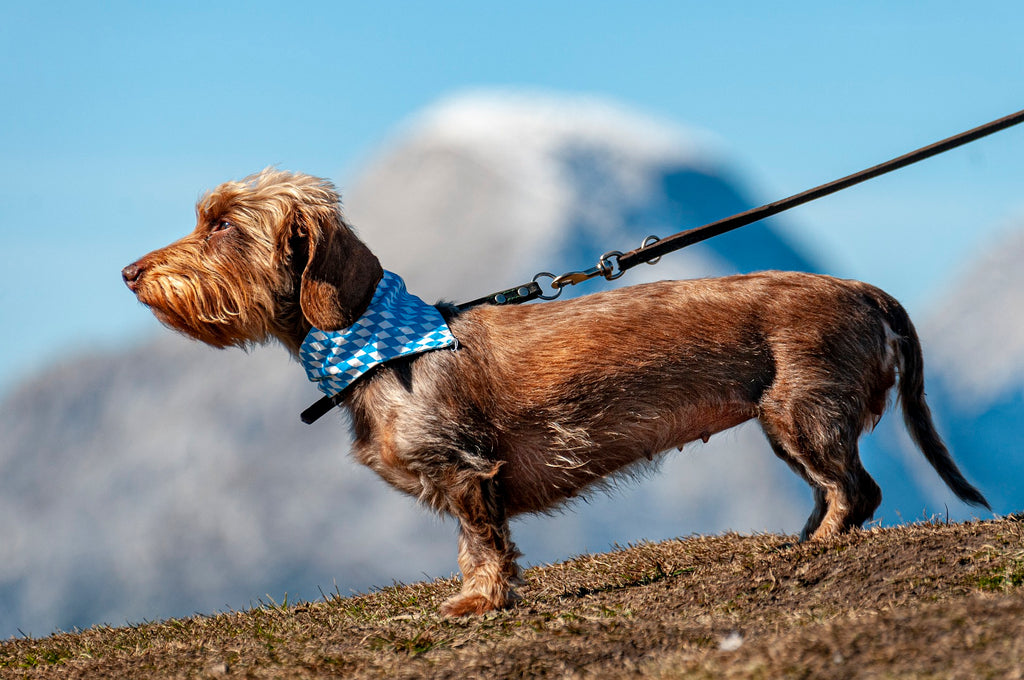 Hund i koppel på promenad