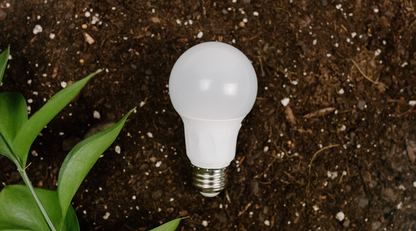 LED bulbs are the latest eco-friendly solution for lighting.
