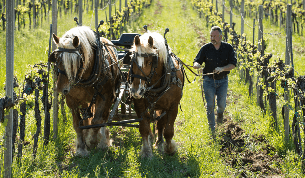 Cantina Plani Arche