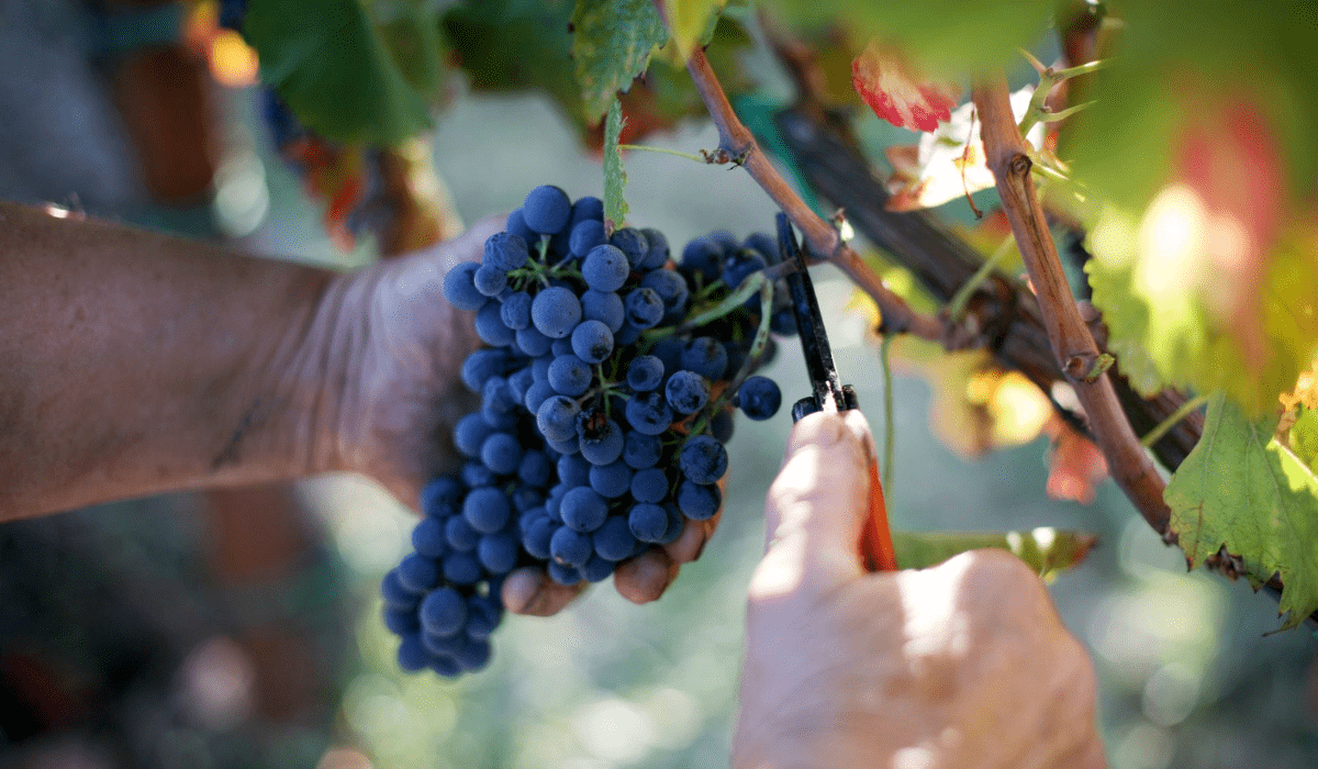 Cantina Plani Arche, agricoltura ed etica