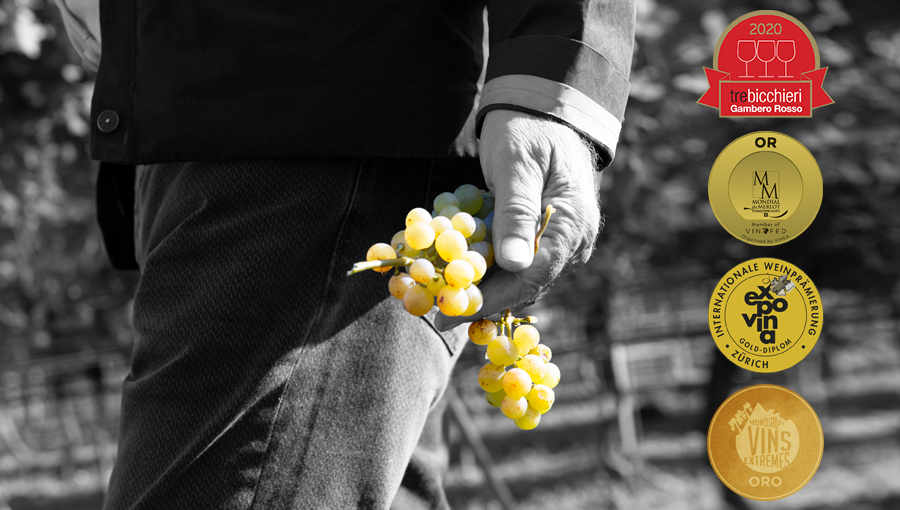 SCOPRI I VINI PREMIATI DELLA CANTINA DELEA