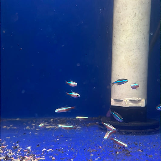 Cardinal Tetra (Paracheirodon axelrodi) - Aqua Imports