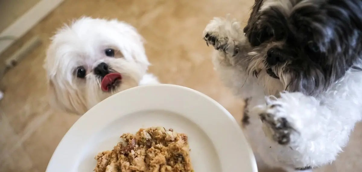 Two small dogs standing up to reach a plate of My Perfect Pet Food