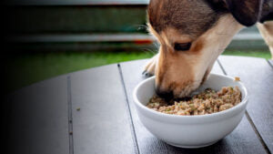 Dog enjoying My Perfect Pet Food from a white bowl outdoors