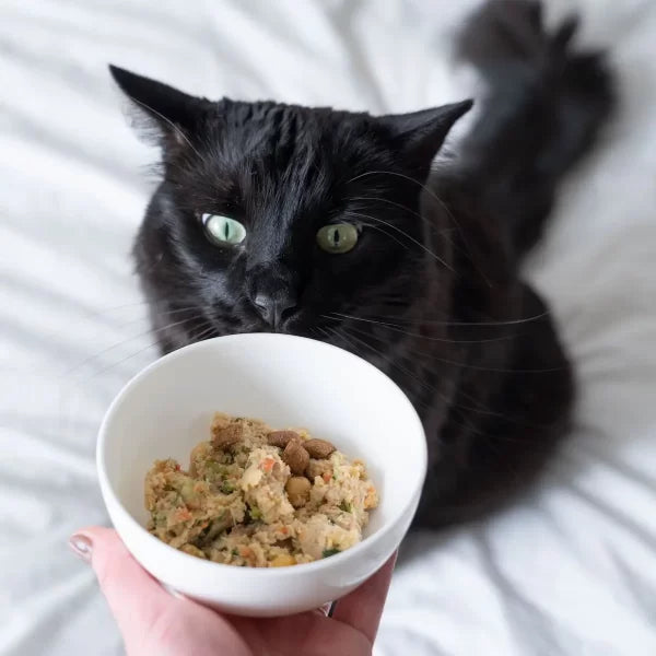 Cat attentively looking at a bowl of My Perfect Pet