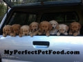 Lots of young dogs in the back of a car with the trunk open, and on the car read MyPerfectPetFood.com