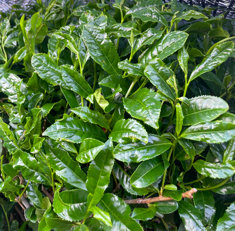 Matcha leaves