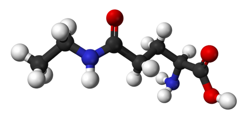 cognitive performance of L-Theanine