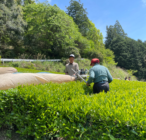 Matcha Plantation