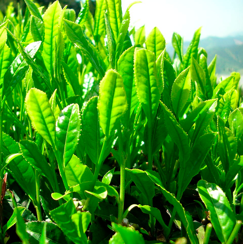 Matcha tea plants