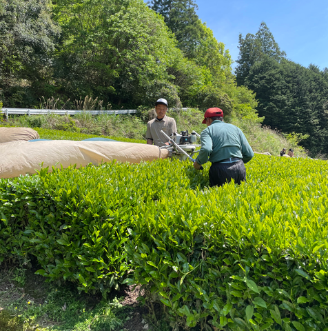 Green Tea Plantation