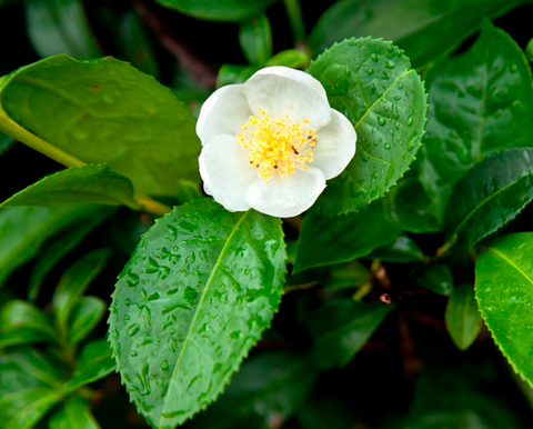 Camellia Sinensis