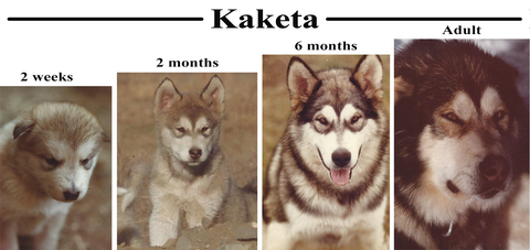 Dr. Joseph Garcia's Malamute puppy grew to be 140 lbs!