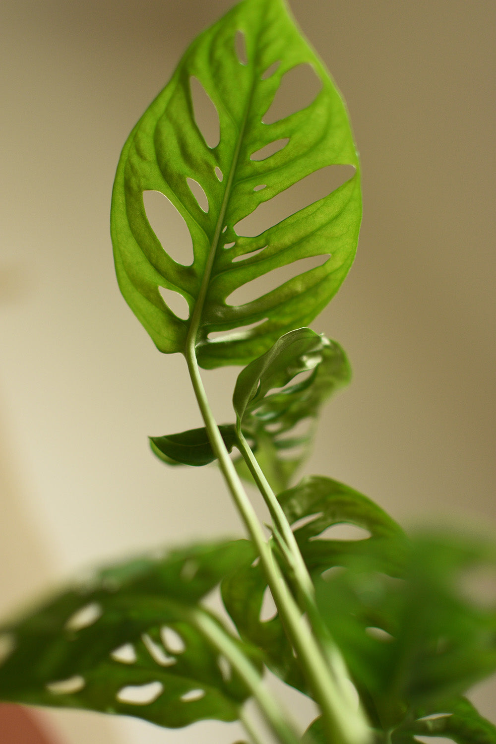 Blätter von Zimmerpflanze Monstera adansonii