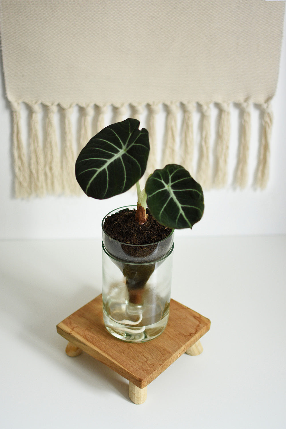 Selbstbewässerungstopf flaschentopf M auf kleinem Holztisch bepflanzt mit Zimmerpflanze Black Velvet Alocasia