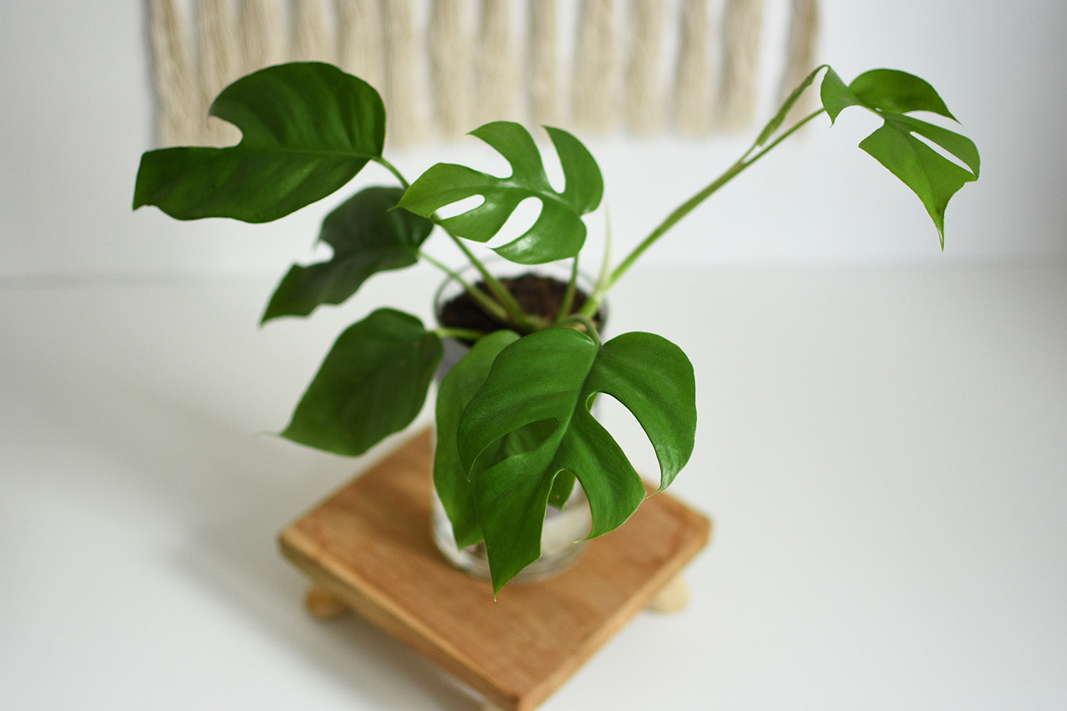 Selbstbewässerungstopf flaschentopf S auf kleinem Holztisch bepflanzt mit Zimmerpflanze Monstera minima