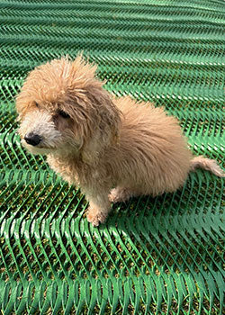 dog-grass-protection-mesh.jpg__PID:8f0ae220-49e3-428f-987a-ee58dab8bfca