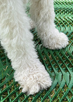 dog-paws-turf-reinforcement-mesh.jpg__PID:9249befa-2ea2-4d87-80e5-a5ced6e4fb43