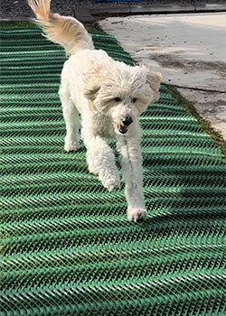 dog-running-on-grass-protection-mesh.jpg__PID:fb43ede6-318c-45eb-860e-708b72a256f8